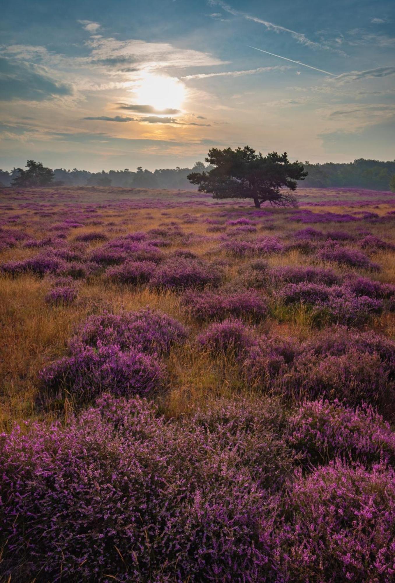 Vakantiehuis Vliegend Hert Veluwe Нунспет Екстериор снимка